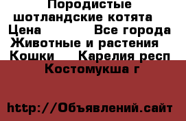 Породистые шотландские котята. › Цена ­ 5 000 - Все города Животные и растения » Кошки   . Карелия респ.,Костомукша г.